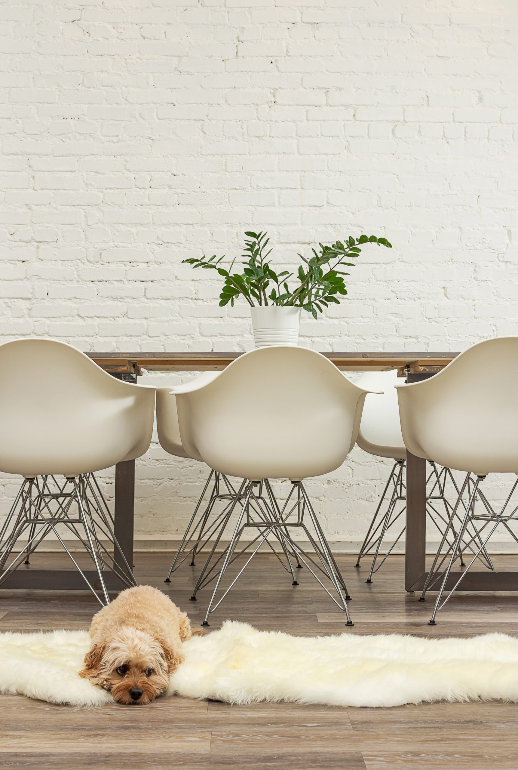 Natural Animal Print Area Rug - Image 4