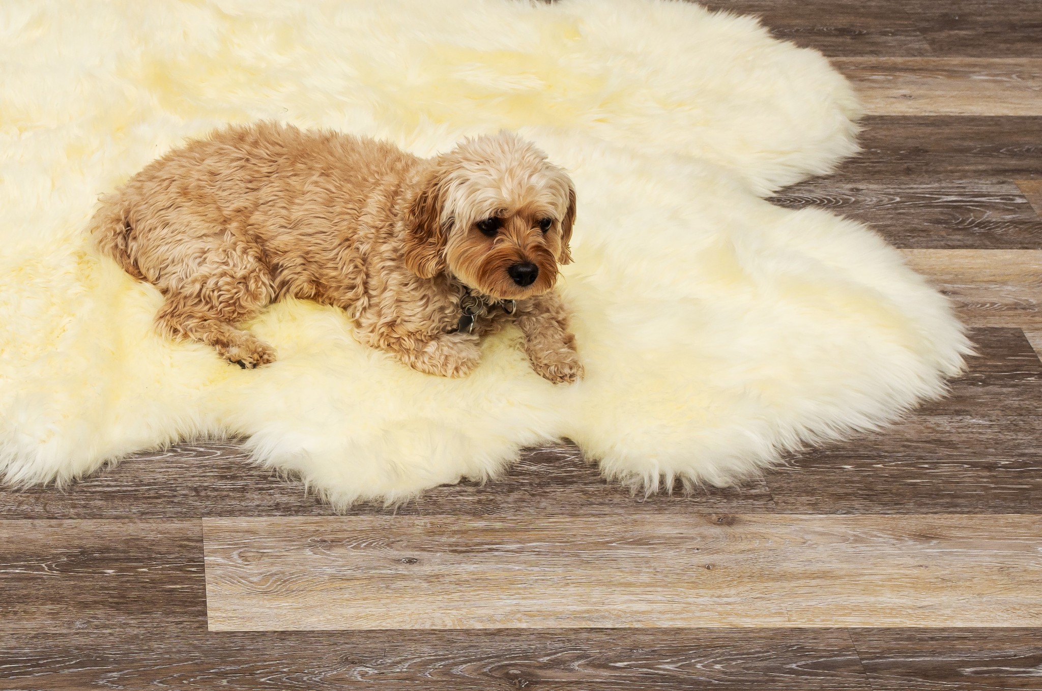 72" x 72" Natural Sheepskin Wool Area Rug - Image 4