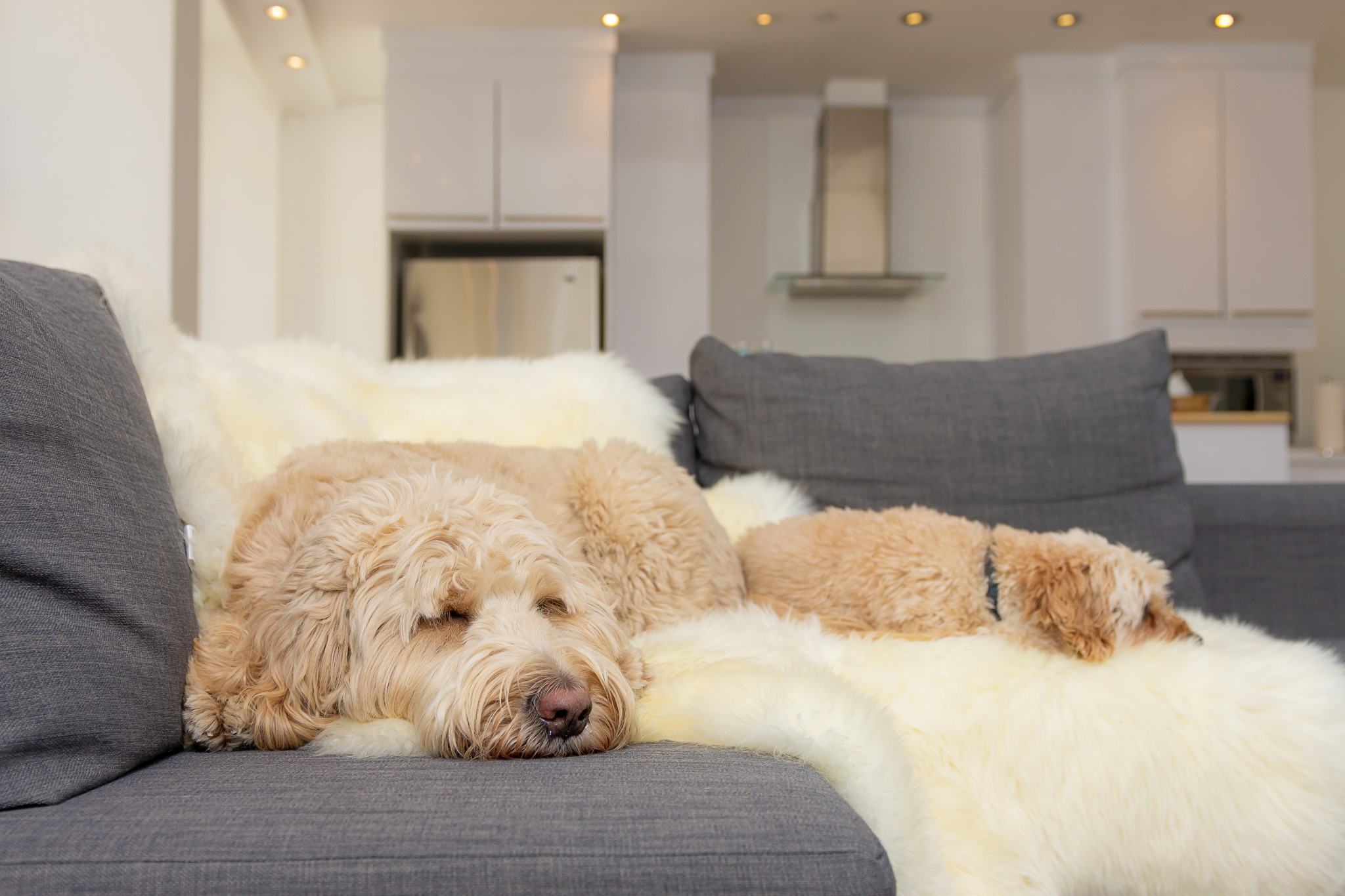 72" x 72" Natural Sheepskin Wool Area Rug - Image 5