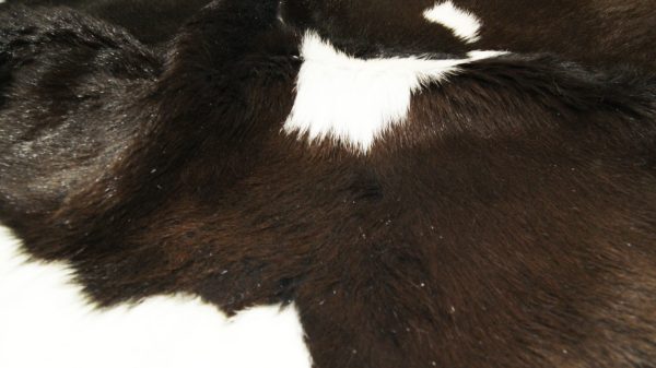 24" x 36" Chocolate And White Calfskin - Area Rug - Image 2