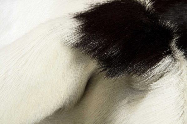 2' x 3' Natural Black and White Calfskin Area Rug - Image 2