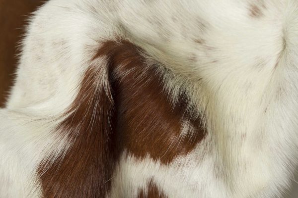 72" x 84" White and Brown Cowhide  Rug - Image 2