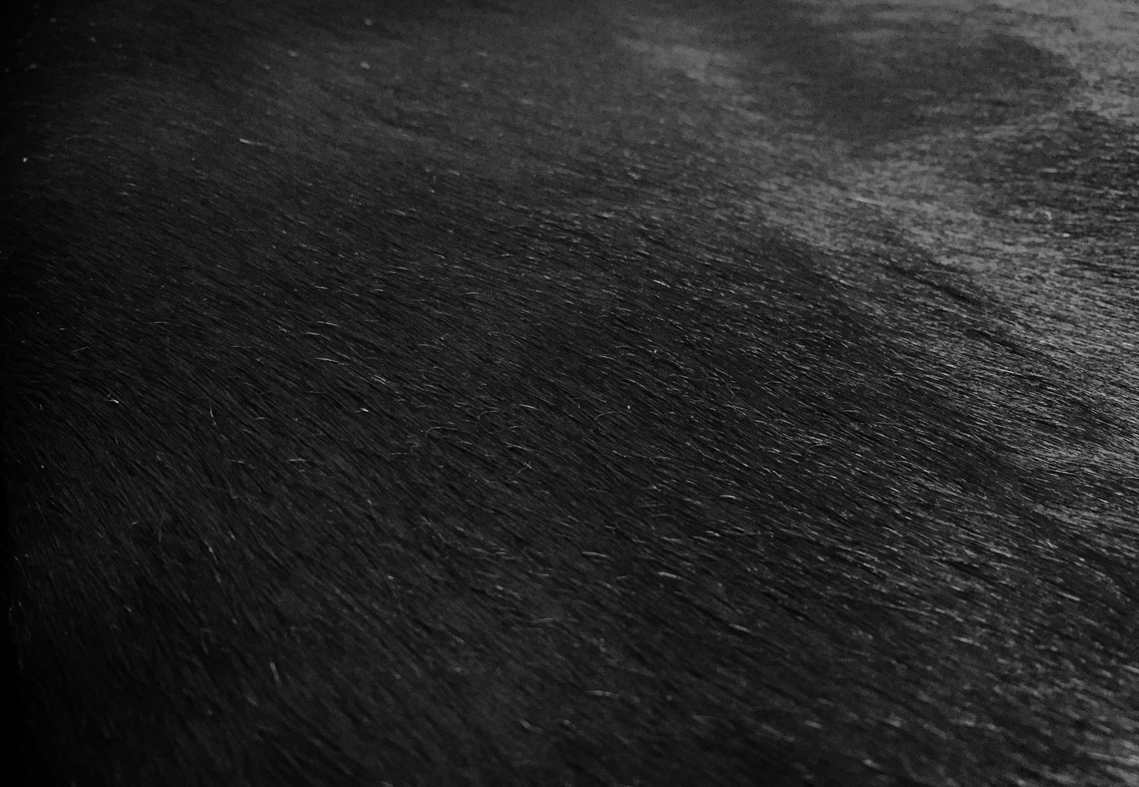 6 Ft Natural Black Brindled Cowhide Rug - Image 2