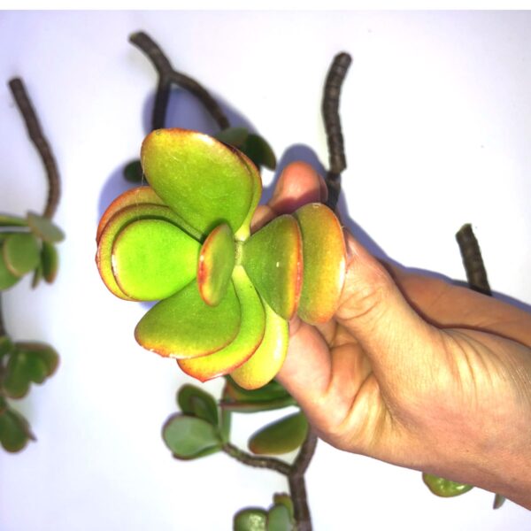 6-Pack of Jade Succulent Plant Cuttings - Easy to Root - Image 2